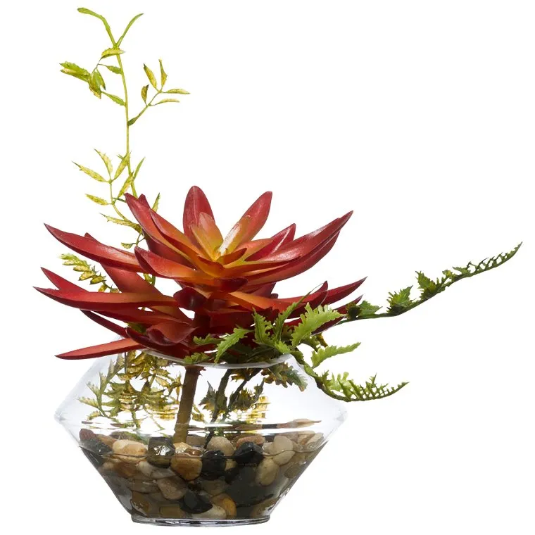 Delicate Echeveria Succulent Yacht Silks Arrangement
