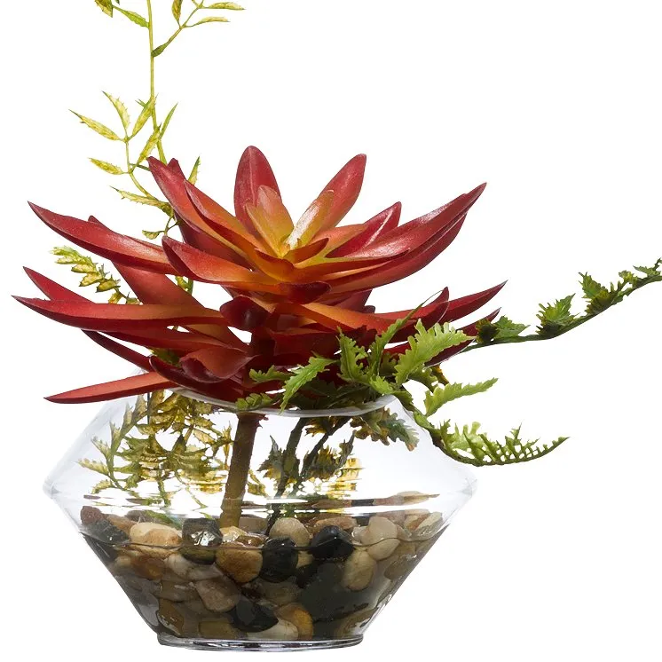 Delicate Echeveria Succulent Yacht Silks Arrangement