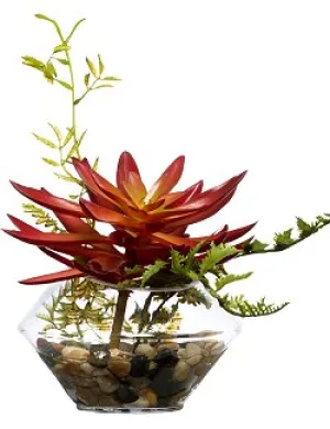 Delicate Echeveria Succulent Yacht Silks Arrangement
