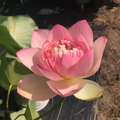 Mrs. Perry D. Slocum Lotus  <br>  Tall  /  Perfectly Pink Petals!